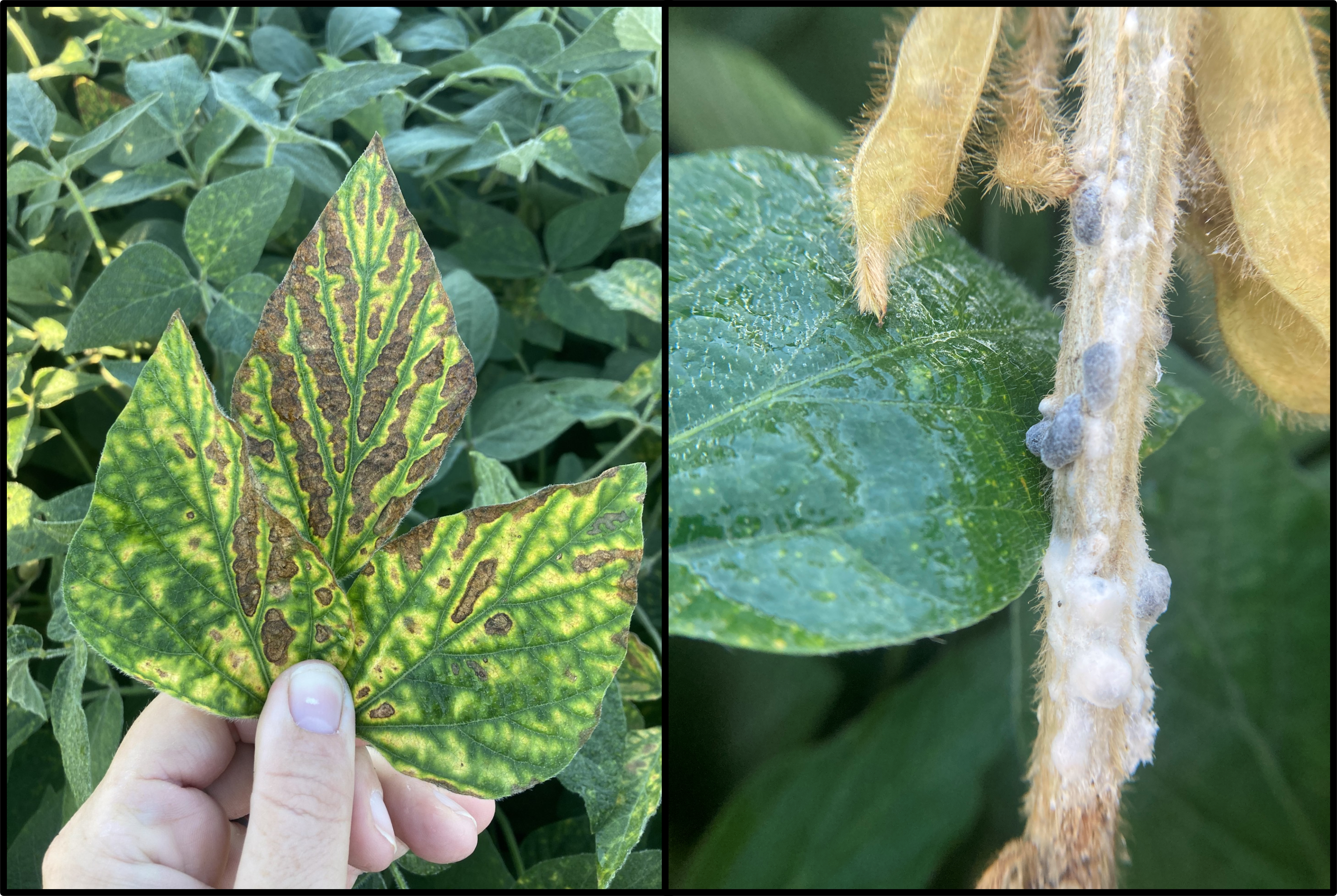 Side-by-side images of soybean plants. Left: leaf with brown lesions between green veins, symptoms of sudden death syndrome (SDS). Right: soybean stem with white mold growth and sclerotia.